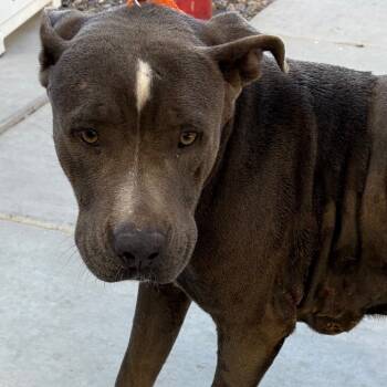 Rescue Pit Bull Terrier Dogs for Adoption in Yuma, Arizona - Layla | PetCurious