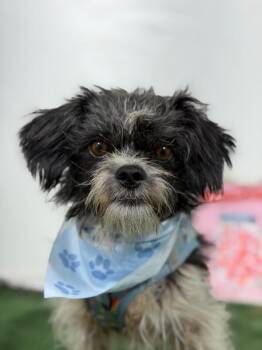 Musho-One of our Amazing Rescue Dogs -  Shih Tzu and Mixed Breed Dog for Adoption in Carlsbad, California - Musho-One Of Our Amazing Rescue Dogs | PetCurious