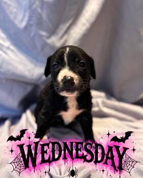 Wednesday -  Golden Retriever and Black Labrador Retriever Dog for Adoption in Grand Bay, Alabama - Wednesday | PetCurious
