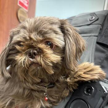 Shih Tzu Dogs Available for Adoption in Yuma, Arizona - Lulu | PetCurious