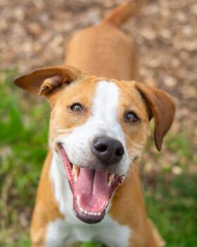Remy Shayne -  Mixed Breed Dog for Adoption in Chamblee, Georgia - Remy Shayne | PetCurious