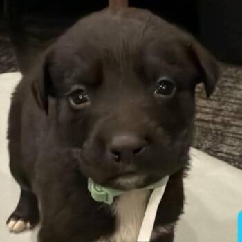 Stud -  Shepherd Dog for Adoption in Brainerd, Minnesota - Stud | PetCurious