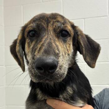 Leo -  Labrador Retriever and Mixed Breed Dog for Adoption in Corpus Christi, Texas - Leo | PetCurious