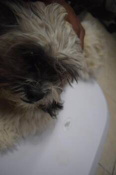 Scarlite -  Lhasa Apso Dog for Adoption in Pahrump, Nevada - Scarlite | PetCurious