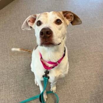 Indy -  Pit Bull Terrier Dog for Adoption in Grand Island, Nebraska - Indy | PetCurious