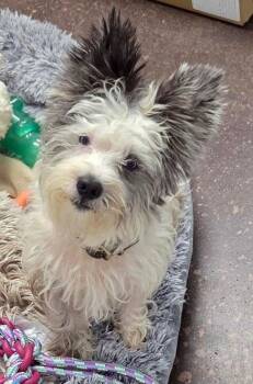 Rescue Miniature Schnauzer Dogs for Adoption in Harrison, New York - Max | PetCurious