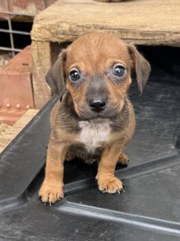 Dachshund and Chihuahua Dogs Available for Adoption - Scream | PetCurious