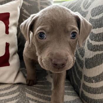 Lender (In Foster) -  Mixed Breed and Beagle Dog for Adoption in Plainfield, Illinois - Lender (In Foster) | PetCurious