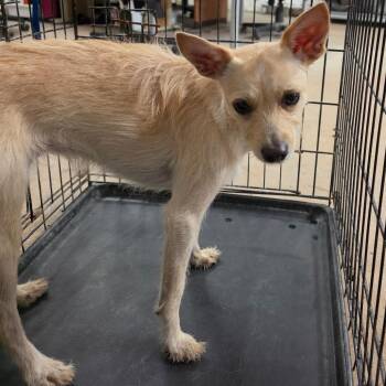 Princess Butterfly -  Terrier Dog for Adoption in Edinburg, Texas - Princess Butterfly | PetCurious