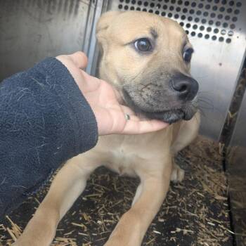 Labrador Retriever Dogs Available for Adoption - Norah | PetCurious