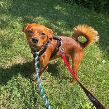 Bam bam -  Mixed Breed Dog for Adoption in Westhampton, New York - Bam Bam | PetCurious