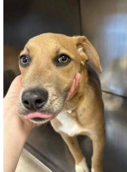 Mixed Breed Dogs Available for Adoption - Maple | PetCurious