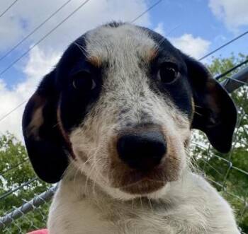 Hedda -  Shepherd Dog for Adoption in Glasgow, Kentucky - Hedda | PetCurious