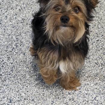 Maxwell -  Yorkshire Terrier Dog for Adoption in Momence, Illinois - Maxwell | PetCurious