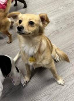 Dolly -  Pomeranian Dog for Adoption in Gouverneur, New York - Dolly | PetCurious
