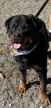 Rescue Rottweiler Dogs for Adoption in Woodland, California - Zuko | PetCurious