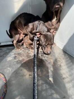 Terrier and Mixed Breed Dogs Available for Adoption - FRED | PetCurious