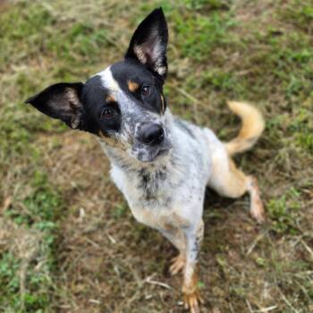 Aubry -  Mixed Breed Dog for Adoption in Jefferson City, Tennessee - Aubry | PetCurious