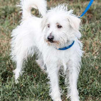Maximus -  Border Terrier Dog for Adoption in Tomah, Wisconsin - Maximus | PetCurious