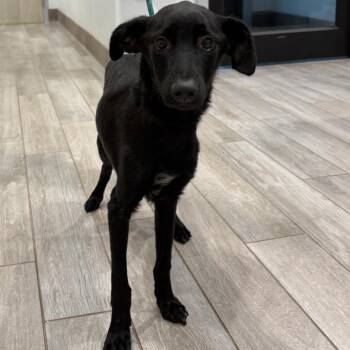Putter -  Whippet and Mixed Breed Dog for Adoption in Calverton, New York - Putter | PetCurious