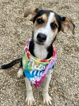 Capri -  Beagle and English Setter Dog for Adoption in Lacon, Illinois - Capri | PetCurious