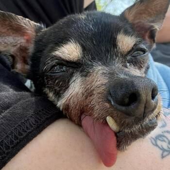 Chihuahua Dogs Available for Adoption in Jacksboro, Tennessee - Quell | PetCurious