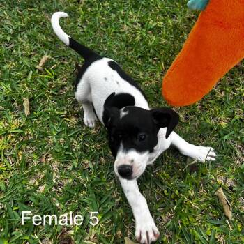 Female pup #5 -  Mixed Breed and Rat Terrier Dog Available for Adoption in Oakdale, Louisiana - Female Pup #5 | PetCurious