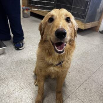 Golden Retriever and Mixed Breed Dogs Available for Adoption - Moscato  | PetCurious