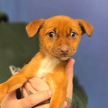Chihuahua and Dachshund Dogs Available for Adoption - CT Toad Avail Feb 11 | PetCurious