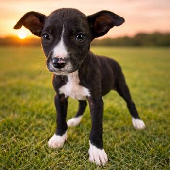 Chihuahua Dogs Available for Adoption in San Antonio, Texas - Dawn | PetCurious