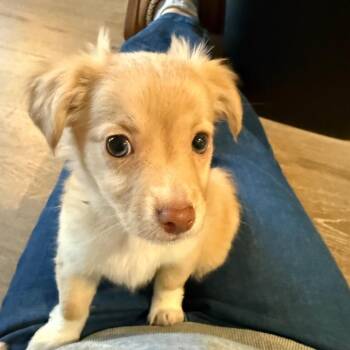 Chihuahua Dogs Available for Adoption in Richmond, California - ALVIN | PetCurious