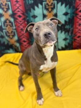 Chance --Courtesy Post. Out of town pet. See below for details-- -  Pit Bull Terrier Dog for Adoption in Eagle, Idaho - Chance --Courtesy Post. Out Of Town Pet. See Below For Details-- | PetCurious