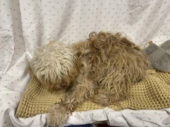Shih Tzu Dogs Available for Adoption in Modesto, California - A610926 | PetCurious
