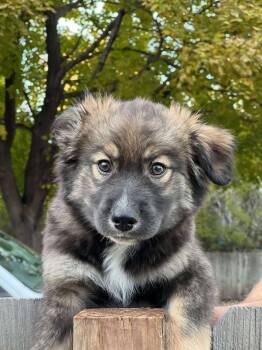 Rescue Mixed Breed Dogs for Adoption in Sioux Falls, South Dakota - Caspian | PetCurious