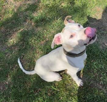 Giraffe -  Terrier and Mixed Breed Dog for Adoption in Conway, South Carolina - Giraffe | PetCurious