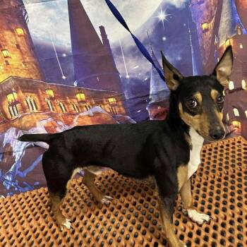 Miniature Pinscher Dogs Available for Adoption - Snickers | PetCurious