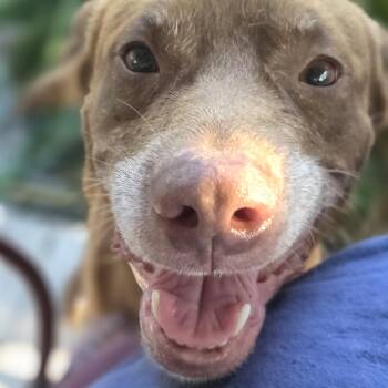 Otis -  Labrador Retriever Dog for Adoption in Douglas, Georgia - Otis | PetCurious