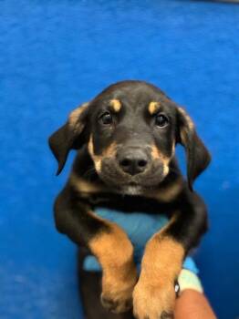 A255950 -  German Shepherd Dog and Mixed Breed Dog for Adoption in Visalia, California - A255950 | PetCurious