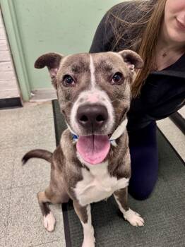 Husky Dogs Available for Adoption in Passaic, New Jersey - Rowen | PetCurious