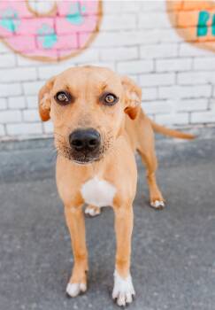 Mixed Breed Dogs Available for Adoption in Charlotte, North Carolina - Chambéry | PetCurious