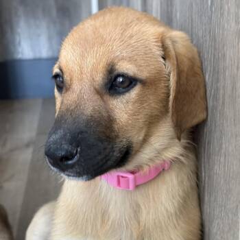 Doberman Pinscher and Great Pyrenees Dogs Available for Adoption in Idaho Falls, Idaho - Matcha | PetCurious