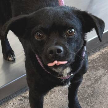 Mixed Breed Dogs Available for Adoption in Las Cruces, New Mexico - Ray | PetCurious