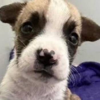 Robert -  Rat Terrier and Chihuahua Dog for Adoption in Larkfield-wikiup, California - Robert | PetCurious