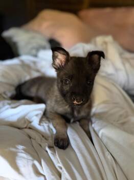 Riot -  Belgian Shepherd Malinois Dog for Adoption - Riot | PetCurious