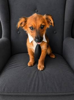 Leo -  Dachshund Dog for Adoption in Poway, California - Leo | PetCurious