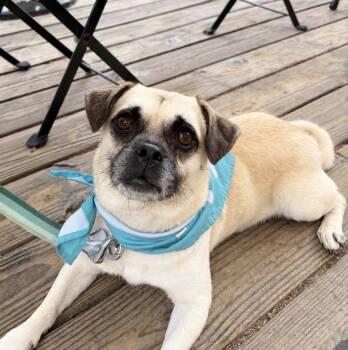 Napoleon -  Pug Dog for Adoption in San Diego, California - Napoleon | PetCurious