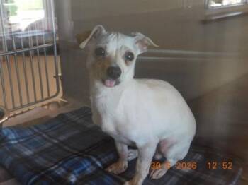 Nacho -  Chihuahua and Mixed Breed Dog for Adoption in North Richland Hills, Texas - Nacho | PetCurious