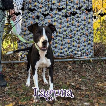 Rescue Bull Terrier and Whippet Dogs for Adoption in Hillsboro, Ohio - Laguna | PetCurious