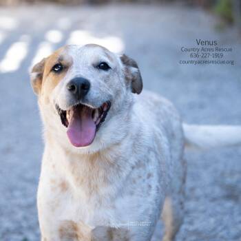 Venus -  Cattle Dog and Australian Shepherd Dog for Adoption in Ballwin, Missouri - Venus | PetCurious