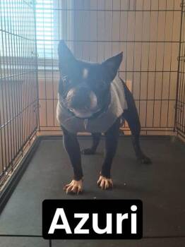 Azuri -  Boston Terrier and French Bulldog Dog for Adoption in Jackson, Tennessee - Azuri | PetCurious